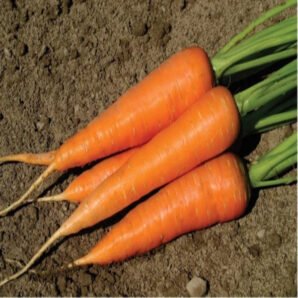Carrot